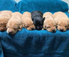 5 males and 2 females AKC labrador puppies available