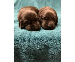 5 males and 2 females AKC labrador puppies available - 3