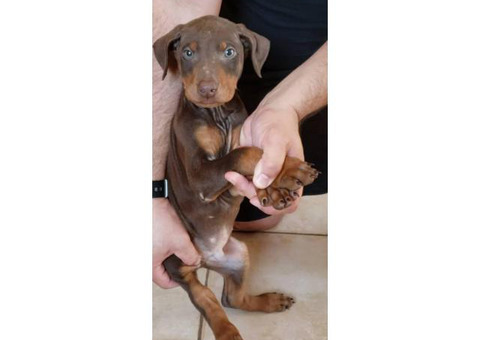 Stunning Doberman puppies ready to be re-homed