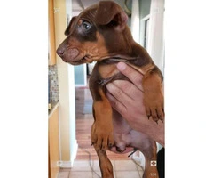 Stunning Doberman puppies ready to be re-homed - 3