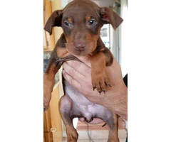 Stunning Doberman puppies ready to be re-homed - 4