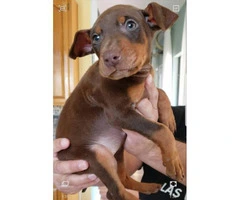 Stunning Doberman puppies ready to be re-homed - 5