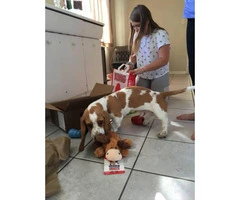 8 months old Bassett Hound Puppy looking for loving home - 1