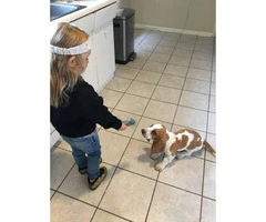 8 months old Bassett Hound Puppy looking for loving home - 2