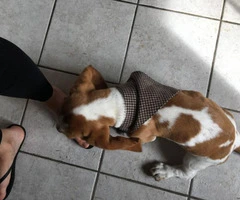 8 months old Bassett Hound Puppy looking for loving home - 3