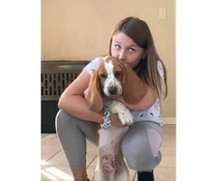 8 months old Bassett Hound Puppy looking for loving home - 4