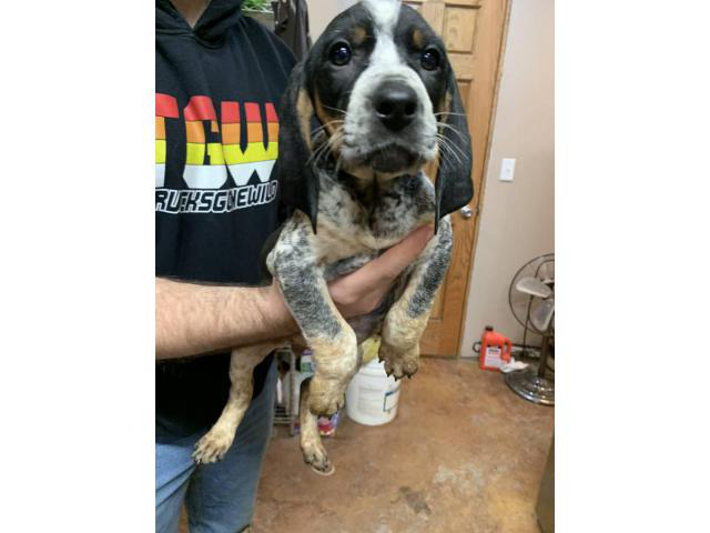 Purebred Bluetick Coonhound Puppies In Moberly Missouri Puppies For Sale Near Me