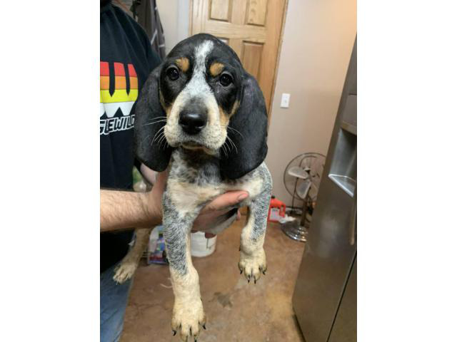 bluetick coonhound stuffed animal