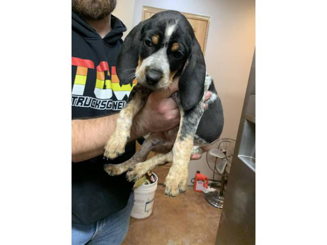 Purebred Bluetick Coonhound puppies Moberly - Puppies for Sale Near Me