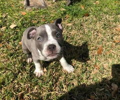 10 weeks old Pit bull puppies ready for a new home - 1