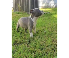 10 weeks old Pit bull puppies ready for a new home - 2