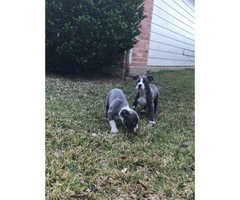 10 weeks old Pit bull puppies ready for a new home - 4
