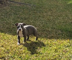 10 weeks old Pit bull puppies ready for a new home - 6