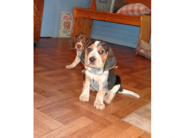 Beagle puppies males raised indoors - 1/6