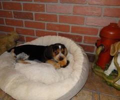 Beagle puppies males raised indoors - 4