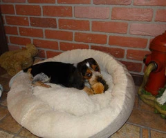 Beagle puppies males raised indoors - 5