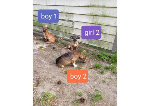 Two males and two females Chiweenie puppies