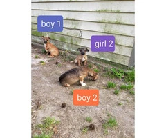 Two males and two females Chiweenie puppies - 1