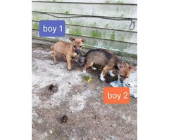Two males and two females Chiweenie puppies - 16