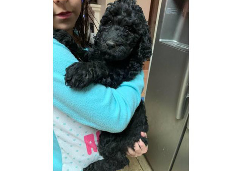 Black standard Poodle Puppies are ready to find new homes
