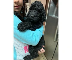 Black standard Poodle Puppies are ready to find new homes