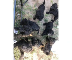 Black standard Poodle Puppies are ready to find new homes - 2