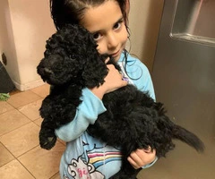 Black standard Poodle Puppies are ready to find new homes - 3