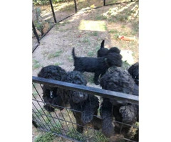 Black standard Poodle Puppies are ready to find new homes - 4