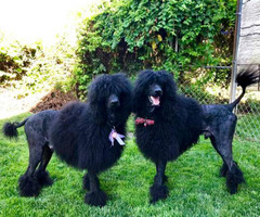 Black standard Poodle Puppies are ready to find new homes ...