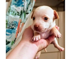 Rat terrier / Chihuahua puppies for rehoming