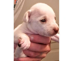 Rat terrier / Chihuahua puppies for rehoming - 3
