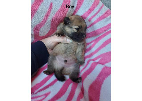 Black and sable Pomeranian Puppies for sale