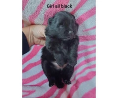 Black and sable Pomeranian Puppies for sale - 2