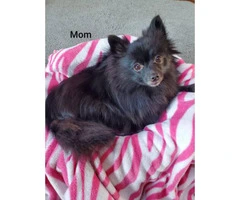 Black and sable Pomeranian Puppies for sale - 4
