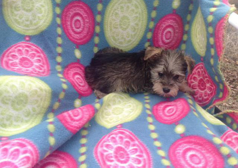 Two male mini schnauzers are available