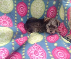 Two male mini schnauzers are available