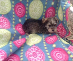 Two male mini schnauzers are available - 2