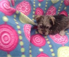 Two male mini schnauzers are available - 3