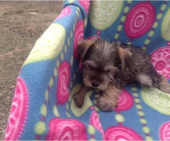 Two male mini schnauzers are available - 4