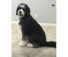Adorable Bernedoodle puppies F1b - 9