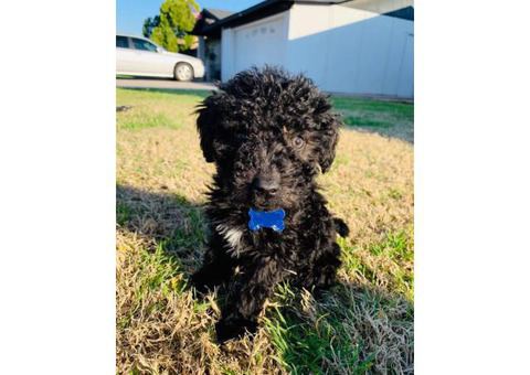 3 males Portuguese water dog puppies available