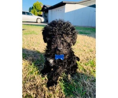 3 males Portuguese water dog puppies available