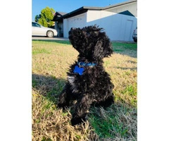 3 males Portuguese water dog puppies available - 2
