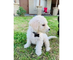 3 males Portuguese water dog puppies available - 4