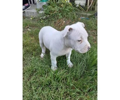 6 beautiful blue nose pit bull puppies left - 2
