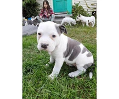 6 beautiful blue nose pit bull puppies left - 3