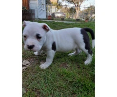 6 beautiful blue nose pit bull puppies left - 5