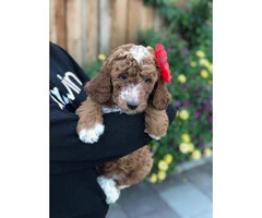 8 weeks old F1B Goldendoodle puppies available - 2