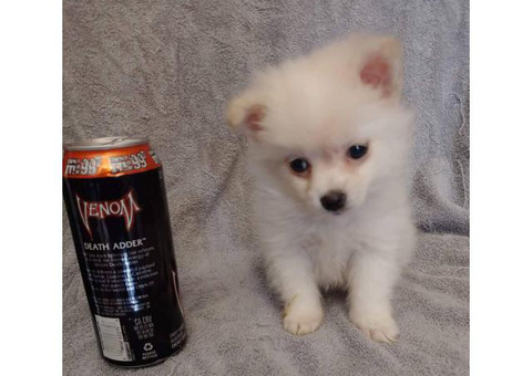 Teacup Pomeranian male puppy waiting for his new home
