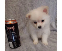 Teacup Pomeranian male puppy waiting for his new home